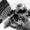 Mothra-vs.-Godzilla-fight