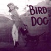 Bird_Dog_B24