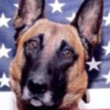 Bart, cão dos SEAL americano, morto em ação, Afeganistão, 6 Agosto 2012