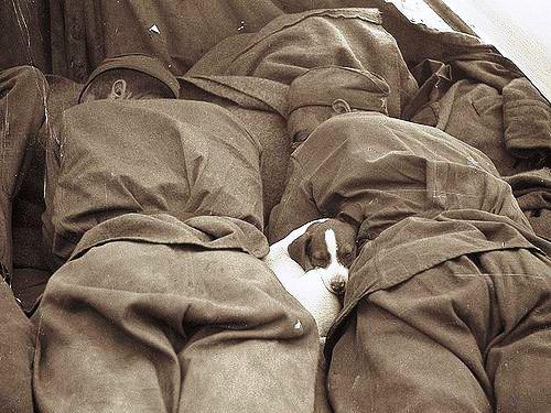 Russian soldiers sleeping with a puppy in Prague during World War 2