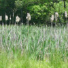 Cattails-440x240